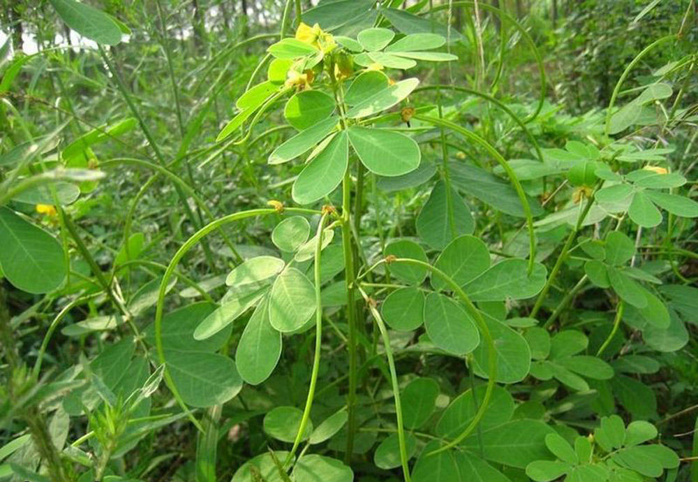 草決明種植技術(shù)