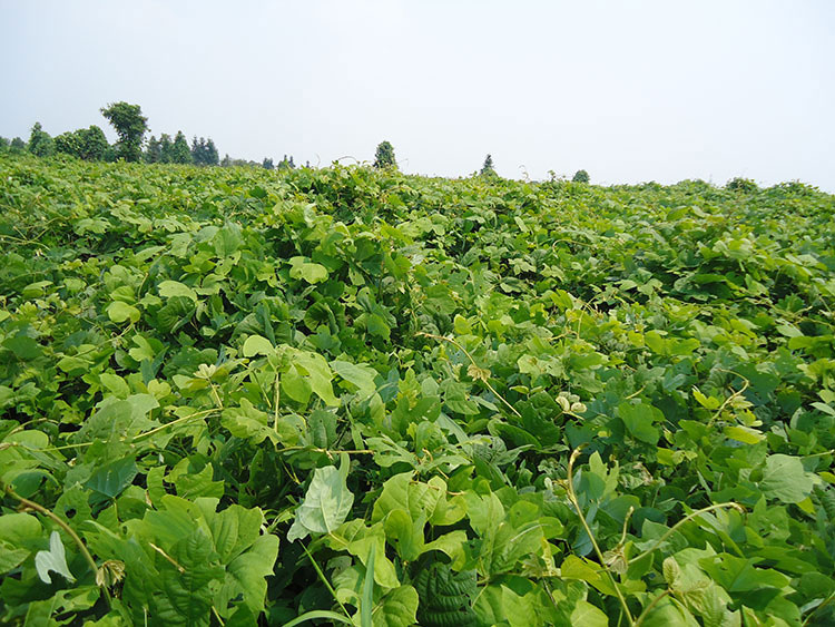 葛根種植技術(shù)