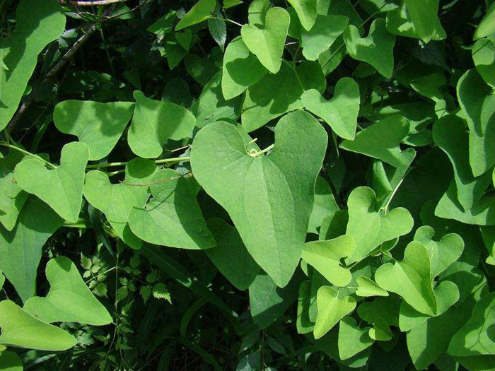 青木香種植技術(shù)