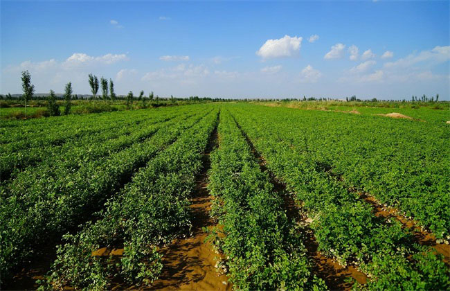 甘草種植技術(shù)