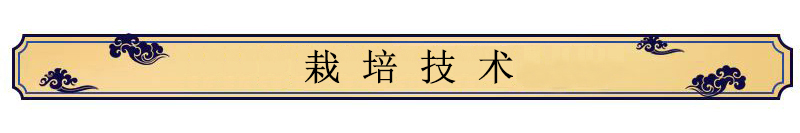 中藥材種植技術——桔梗